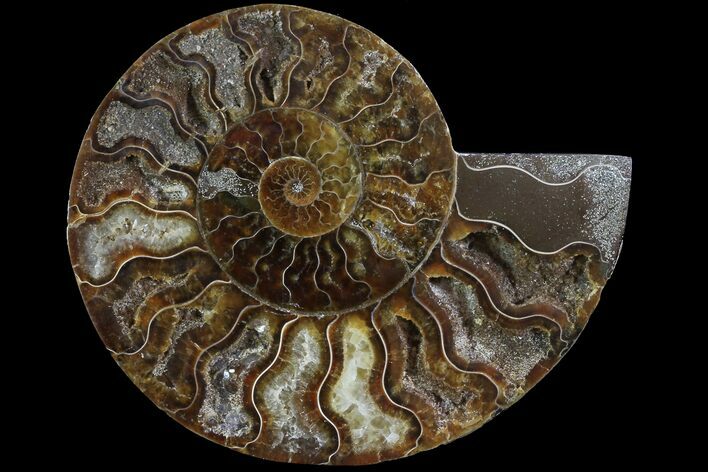 Agatized Ammonite Fossil (Half) - Crystal Lined Chambers #78606